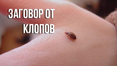 Заговор от клопов
