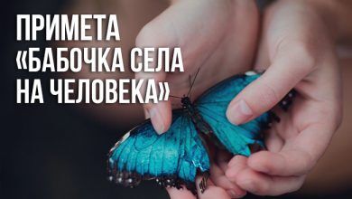 Примета «бабочка села на человека»
