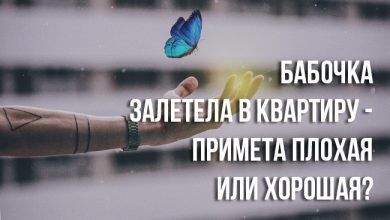 примете, если бабочка залетела в квартиру