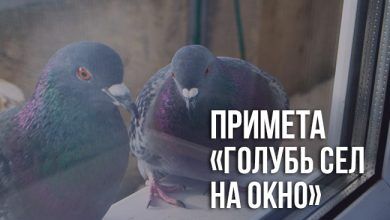 примета «голубь сел на окно»