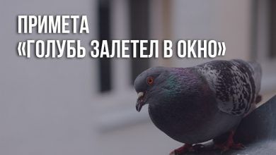 примета «голубь залетел в окно»