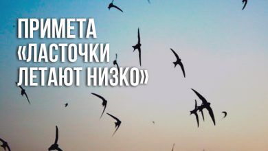 Примета «ласточки летают низко»