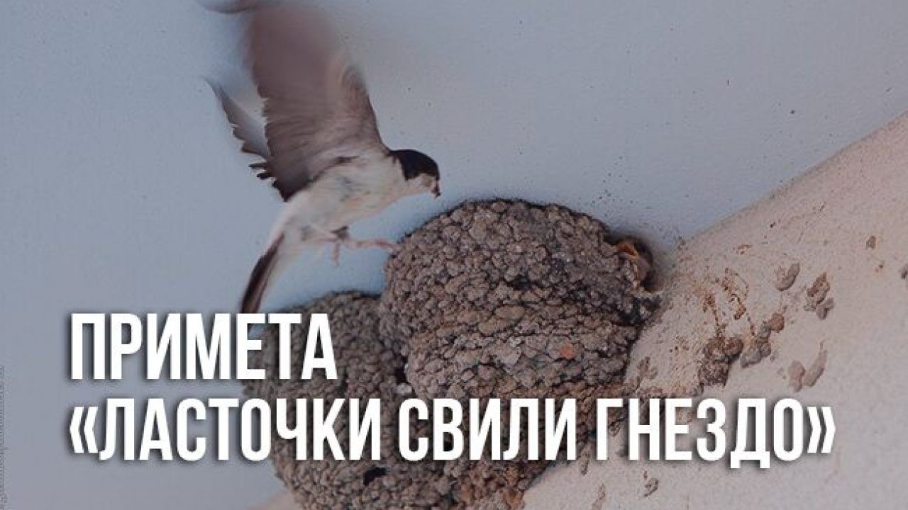 Гнездо ласточки. Ласточки гнездо свили. Ласточки свили гнездо в доме примета. Ласточки вьют гнезда примета. Гнездо деревенской ласточки.