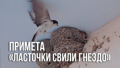 примета «ласточки свили гнездо»