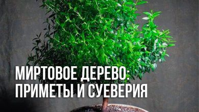 приметы и суеверия о миртовом дереве