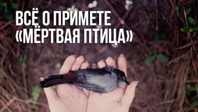 примета «мёртвая птица»