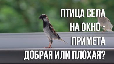 примета «птица села на окно»