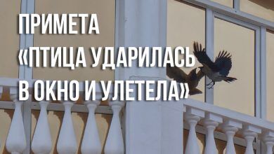 примете «птица ударилась в окно и улетела»