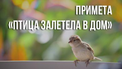 приметы «птица залетела в дом»