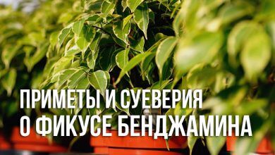 Приметы и суеверия о фикусе бенджамина