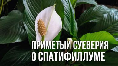 спатифиллум, приметы и суеверия