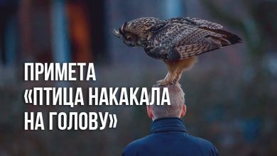 примета «птица накакала на голову»