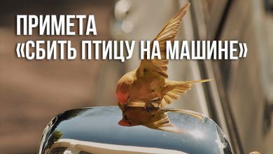 Сбить птицу на машине — примета