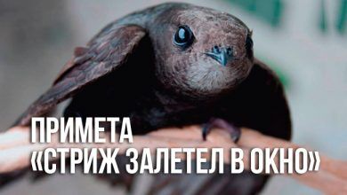 примета «стриж залетел в окно»