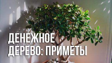 Примет и суеверий про денежное дерево