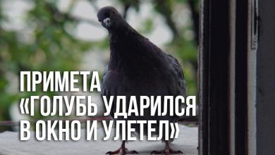 примета «голубь ударился в окно и улетел»