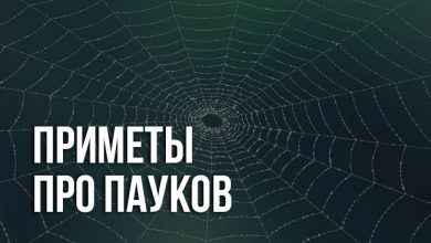 приметы про пауков