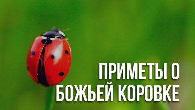 Приметы о божьей коровке