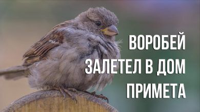 примете “воробей залетел в дом”