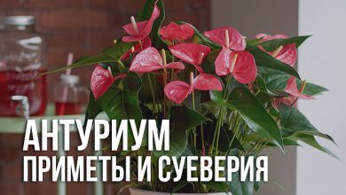 приметы и суеверия об антуриуме