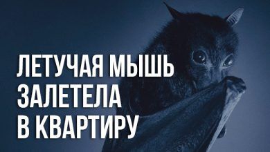 примета «залетела летучая мышь в квартиру»