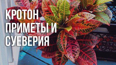 приметы и суеверия о кротоне