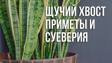 приметы и суеверия про щучий хвост
