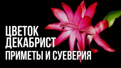 приметы и суеверия о цветке декабристе