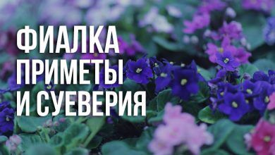 в доме фиалку. Приметы и суеверия