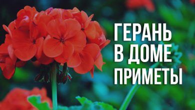 приметы и суеверия про герань для дома