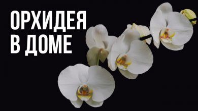 примет и суеверий об орхидее в доме
