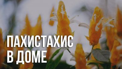 о приметах и суевериях про пахистахис