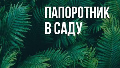 приметы и суеверия о папоротнике