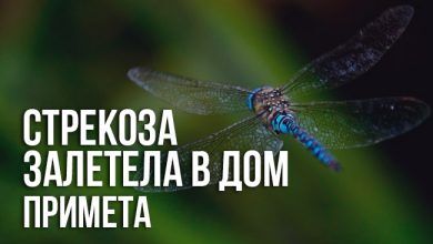 Примета «стрекоза залетела в дом»