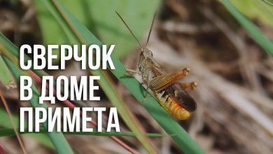 примете «сверчок в доме»