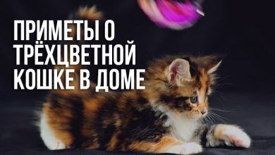 приметы о трёхцветной кошке в доме