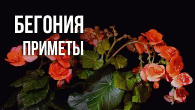 цветок бегония наделили приметами и суевериями