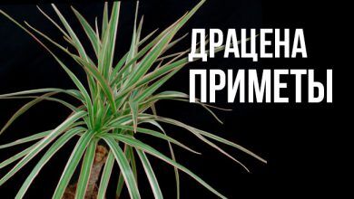 о драцене приметы, суеверия