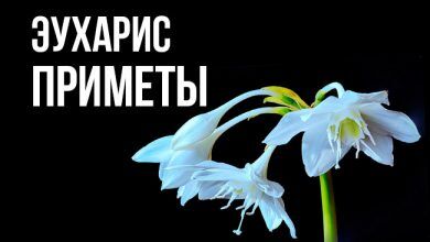 приметы и суеверия об эухарисе