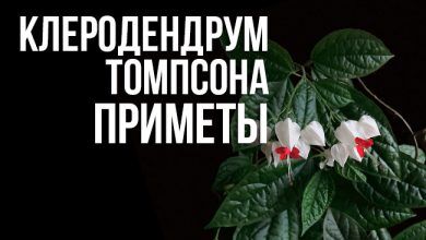 Клеродендрум Томпсона