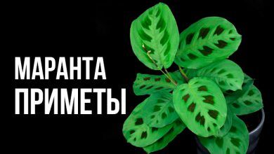 Приметы и суеверия про маранту