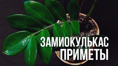 замиокулькас приметы