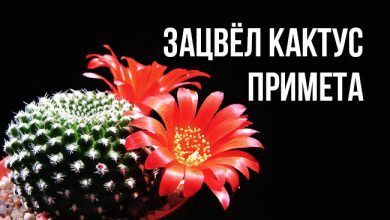зацвел кактус примета