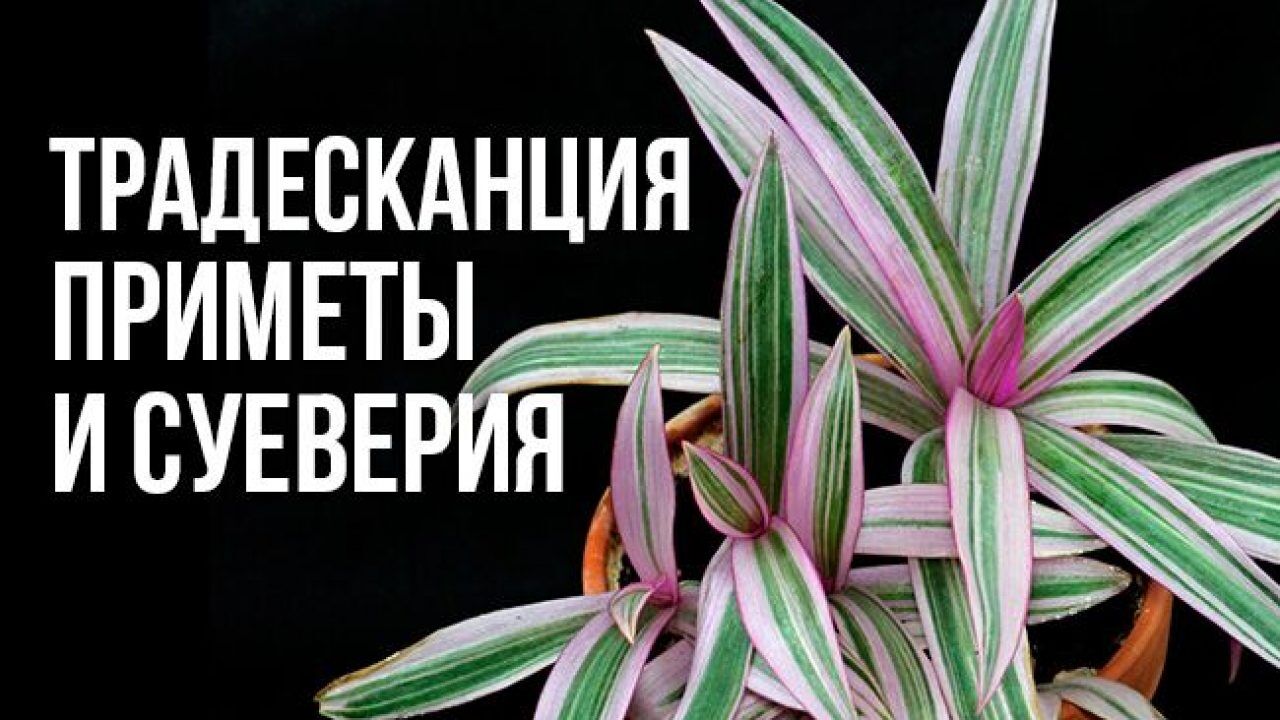 Примета цветов. Традесканция комнатная приметы и суеверия. Традесканция зебрина приметы. Традесканция Ситара приметы. Традесканция цветок комнатный приметы.