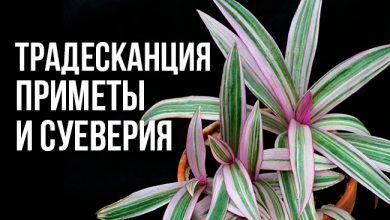 Приметы о традесканции