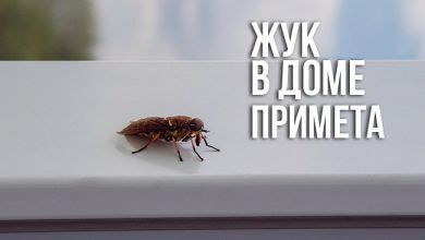 жук в доме - примета