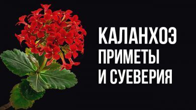 приметы и суеверия о каланхоэ