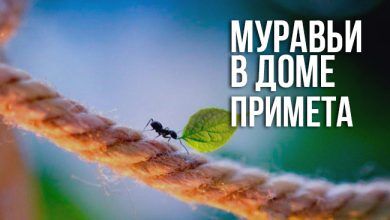 примета муравьи в доме