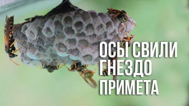 примета осы свили гнездо