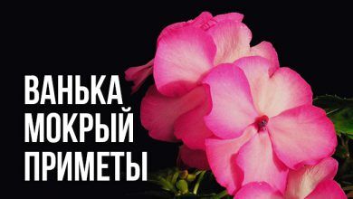 приметы и суеверия о Ваньке Мокром